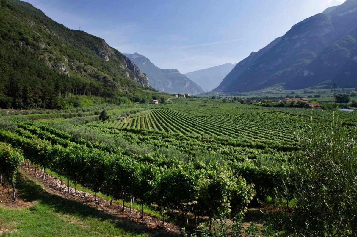 produttori e zone produzione Trento docvigneti Letrari a Borghetto (TN)
