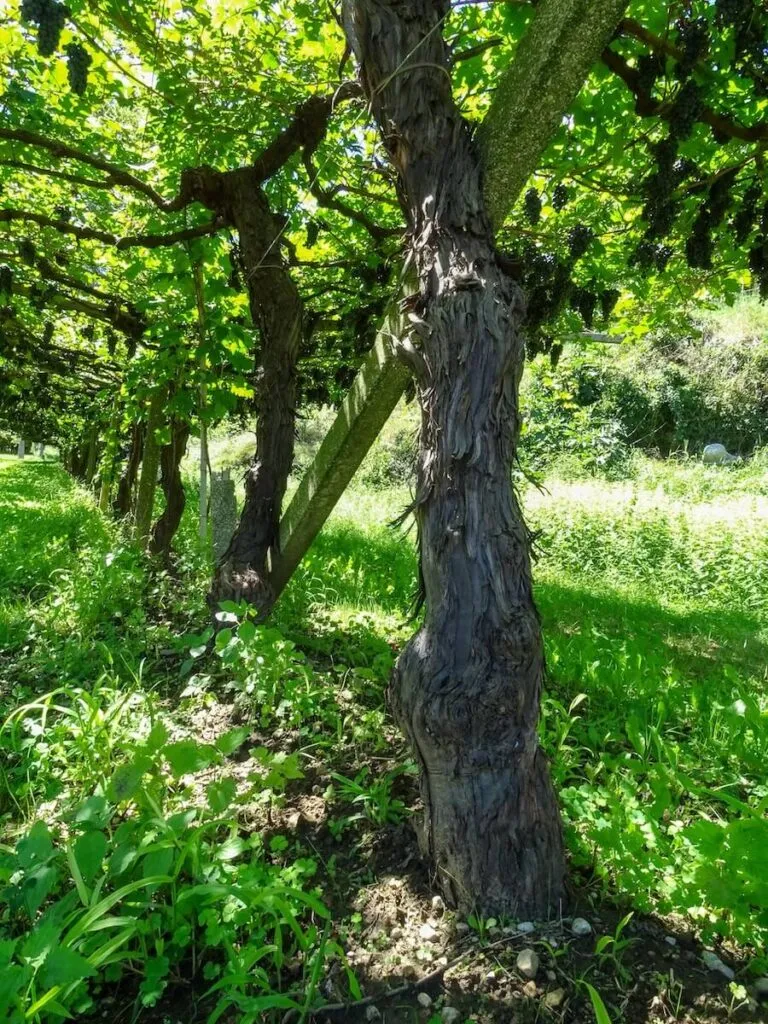 Letrari-vigneti-Enantio-2-768x1024