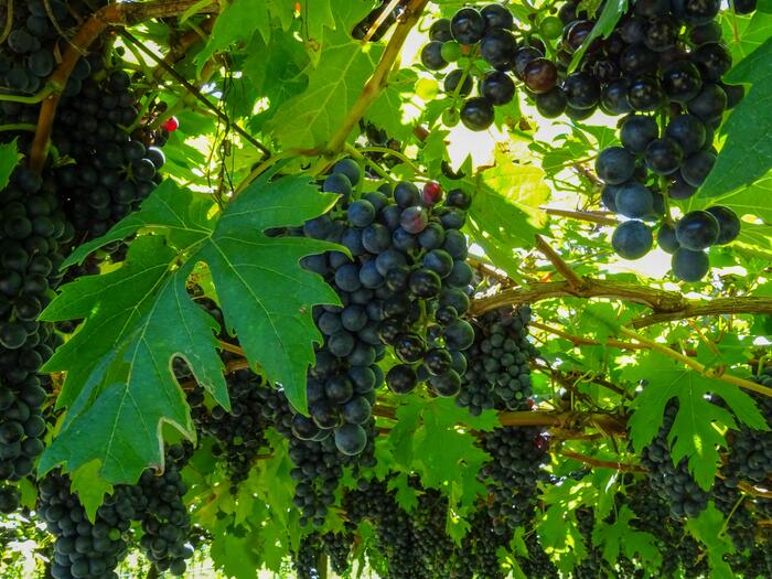 Letrari-vigneti-Enantio-5-2